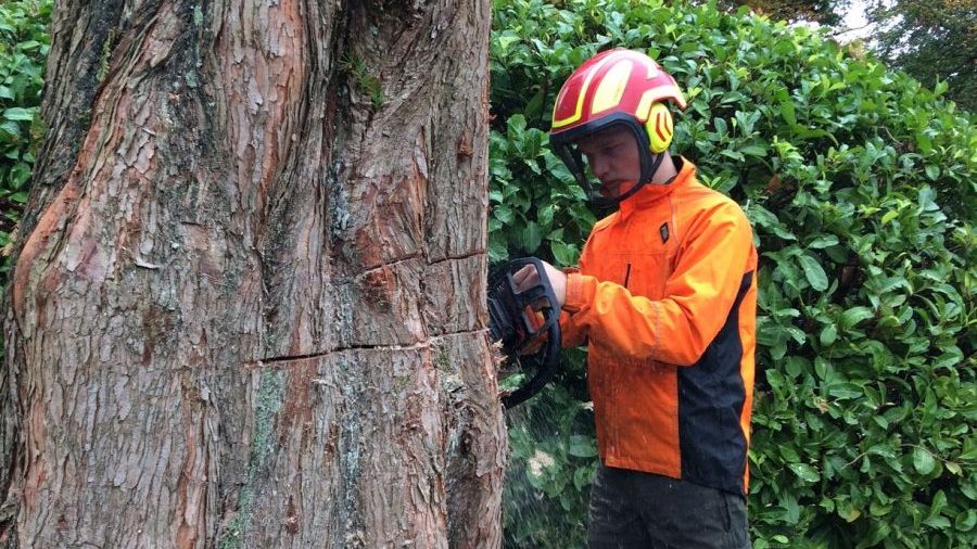 Bomen Snoeien Hattem